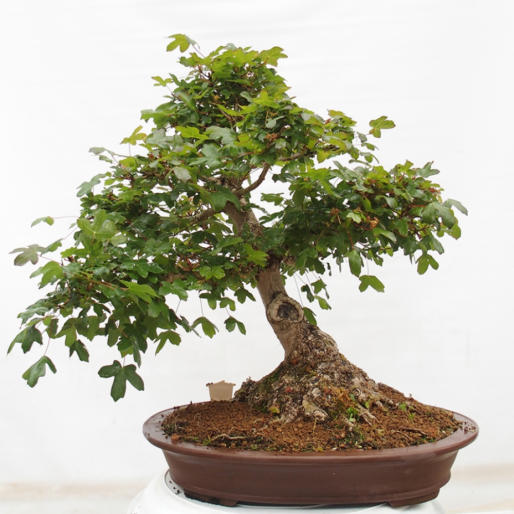 Bonsai da esterno - Acero francese - Acer Nonspessulanum