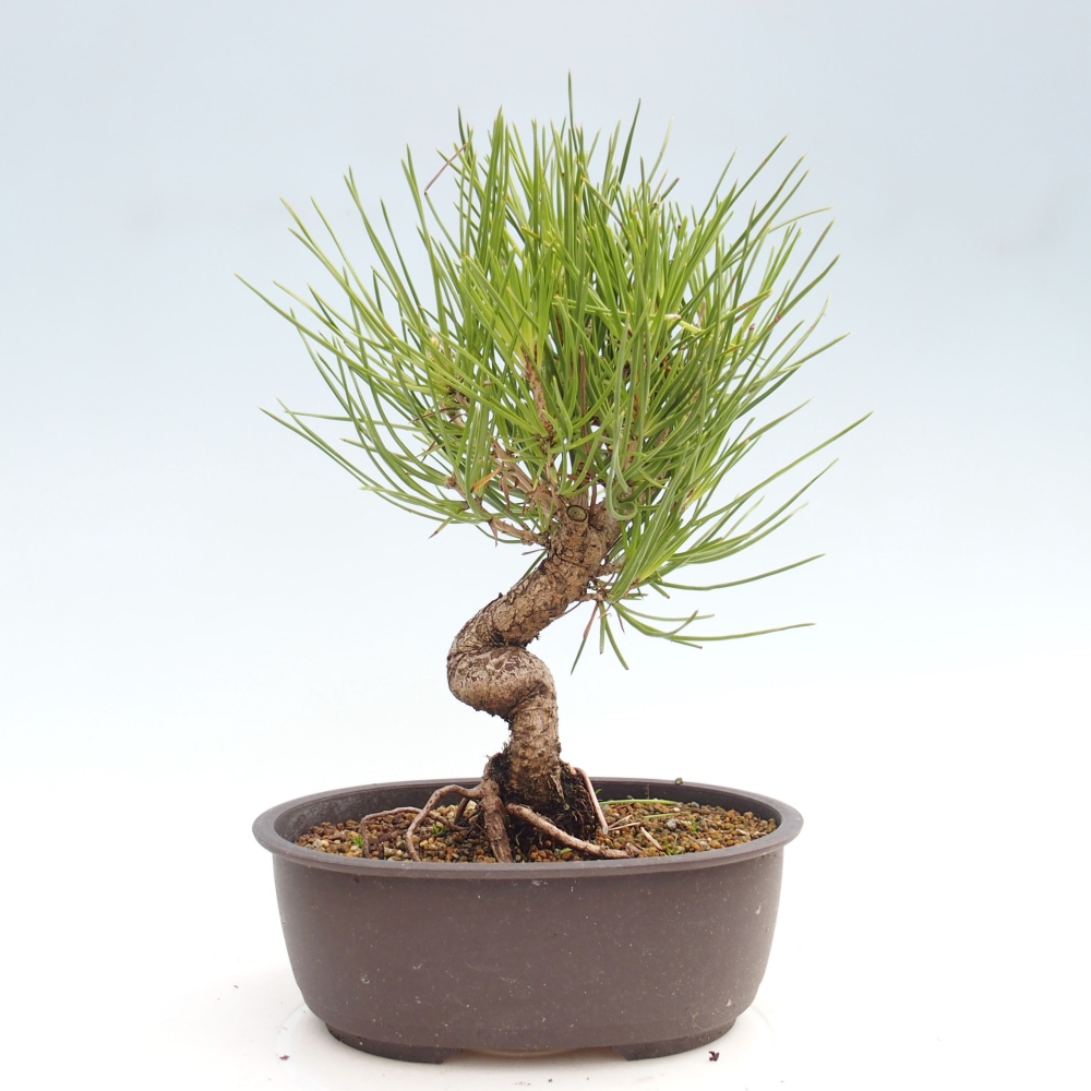 Bonsai da esterno - Pinus thunbergii - Pino di Thunberg