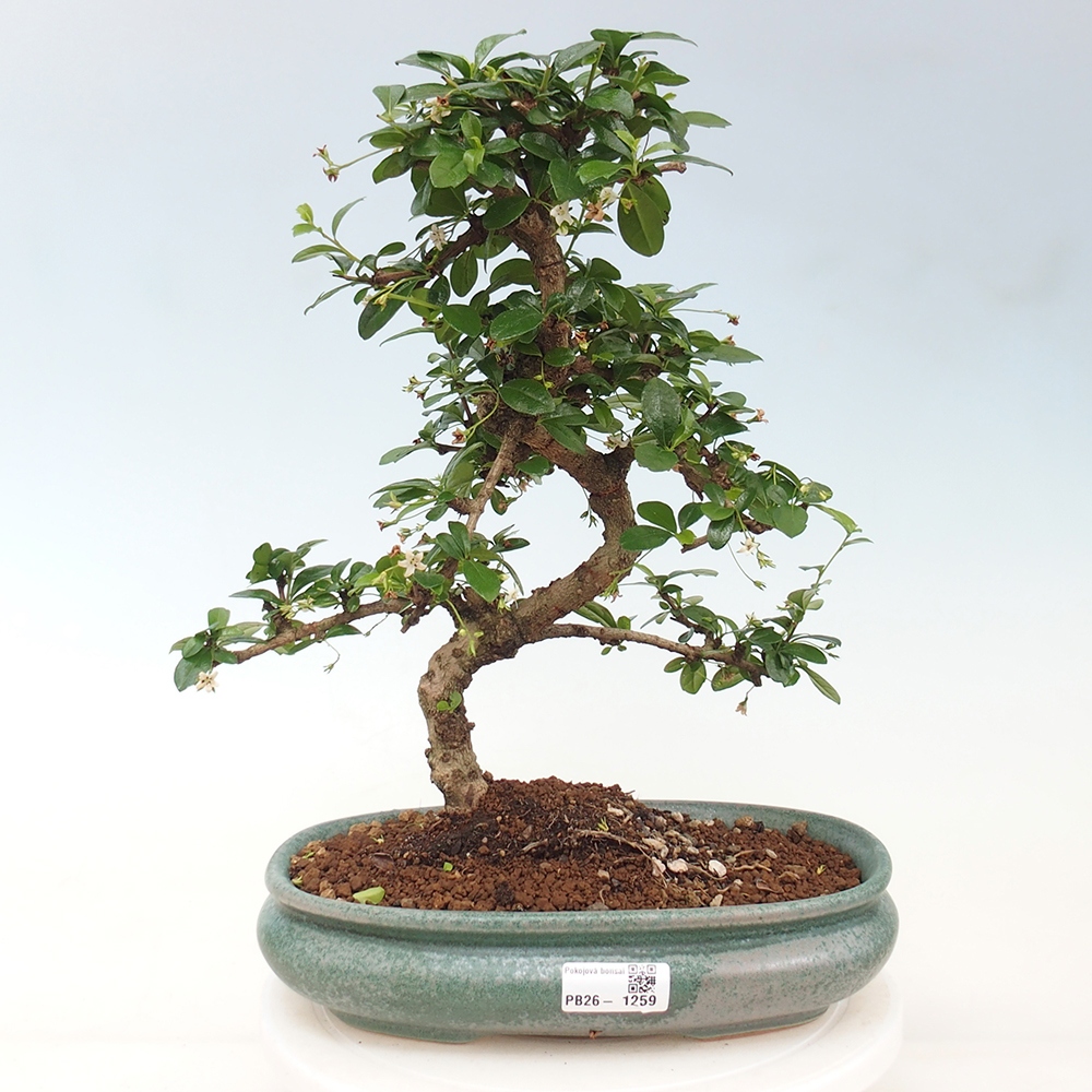 Camera bonsai - Carmona macrophylla - Tea fuki