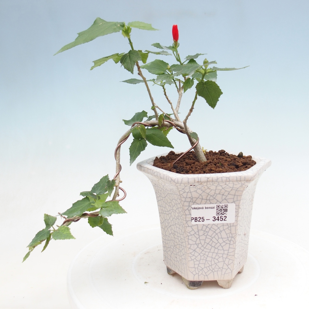 Bonsai da interno - Malvaviscus arboreus