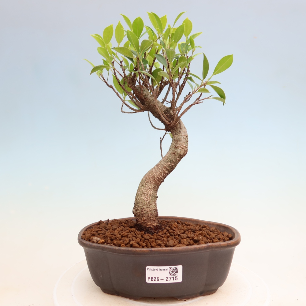 Camera bonsai - Ficus kimmen - ficus a foglie piccole