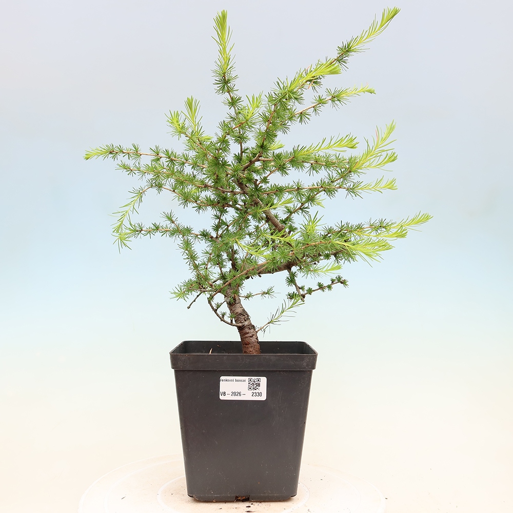 Bonsai da esterno -Larix decidua - Larice