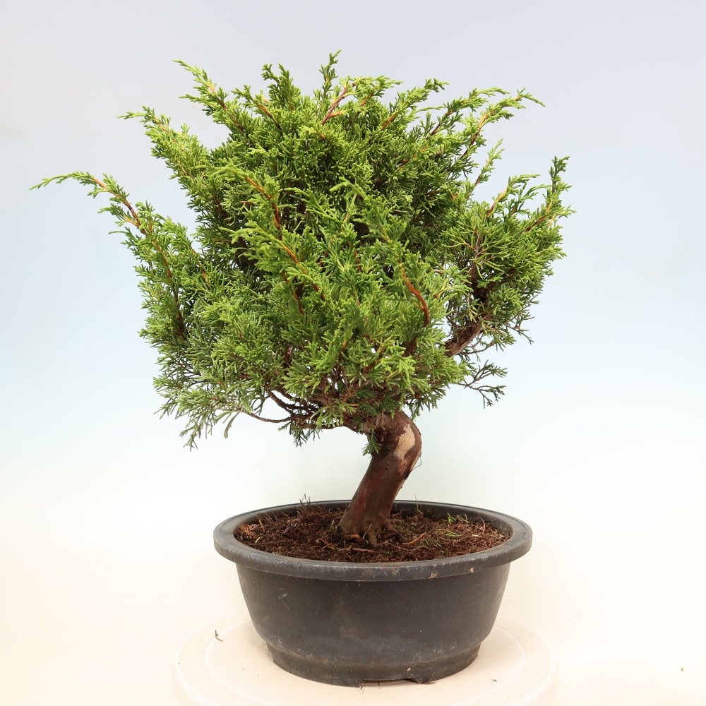 Bonsai da esterno - Juniperus chinensis Itoigawa-Juniperus chinensis
