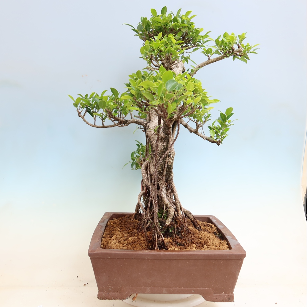 Camera bonsai - Ficus kimmen - ficus a foglie piccole