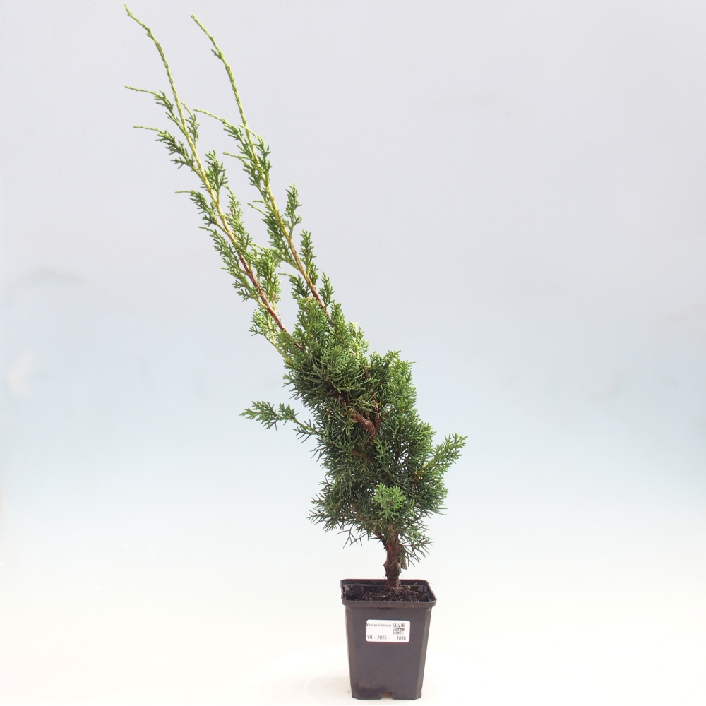 Bonsai da esterno - Juniperus chinensis Kishu