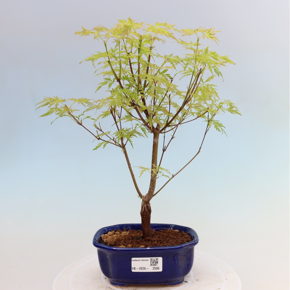 Bonsai da esterno - Acer palmatum Dissectum