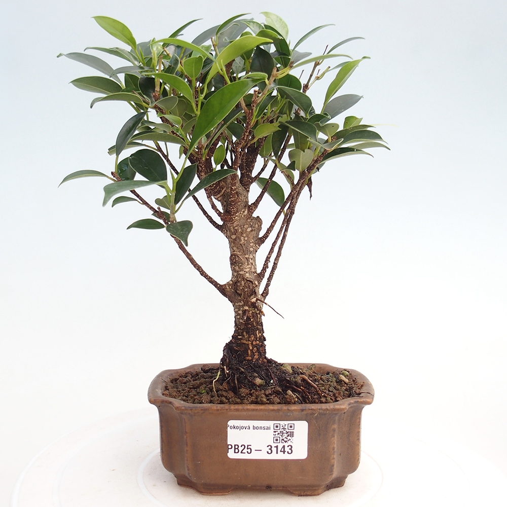 Camera bonsai Ficus retusa kimmen