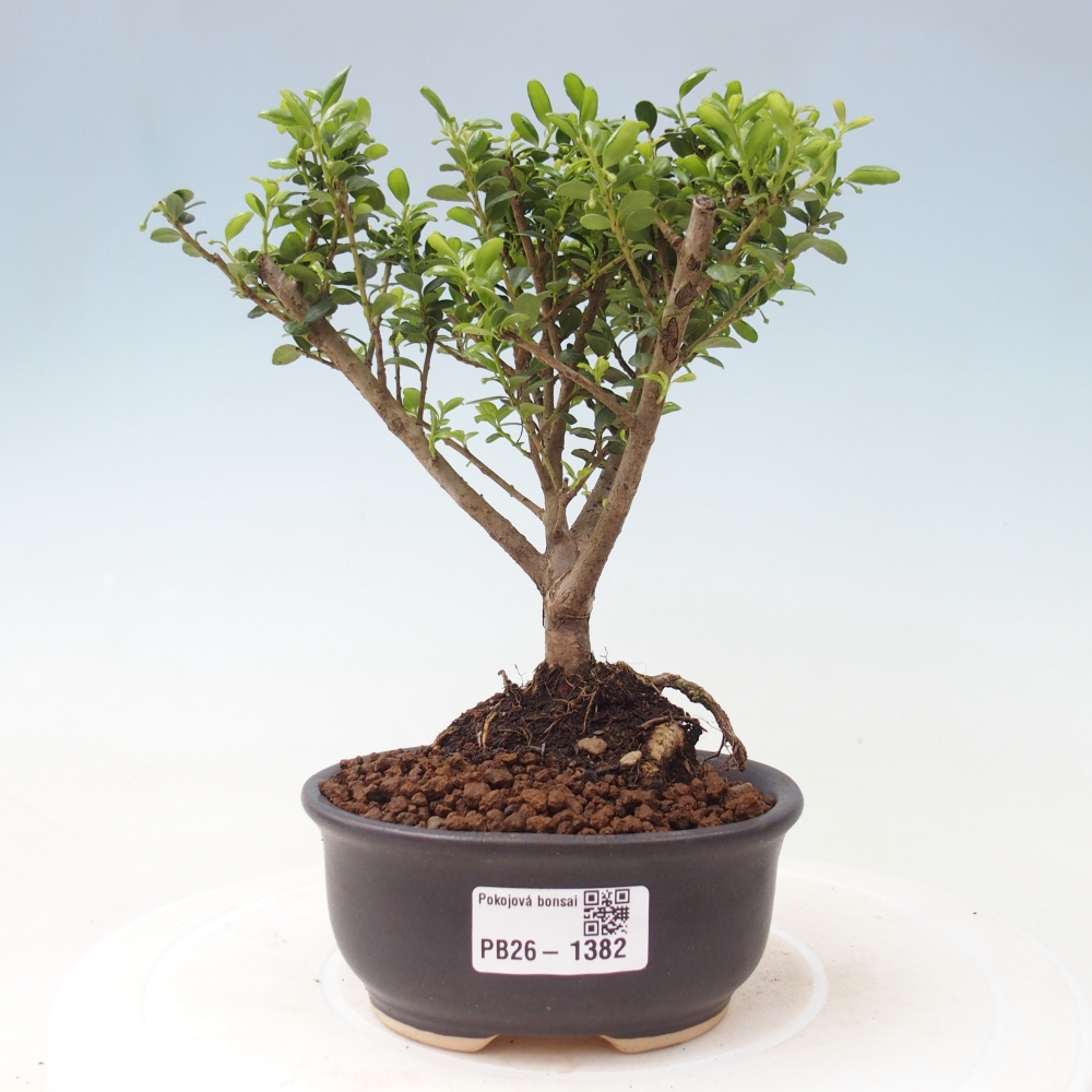 Camera bonsai - Ilex crenata - Agrifoglio