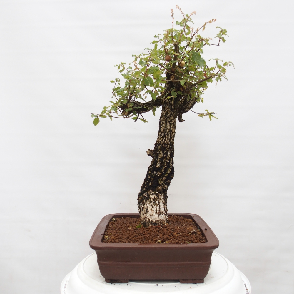 Yamadori - Quercus Ilex - Agrifoglio di quercia