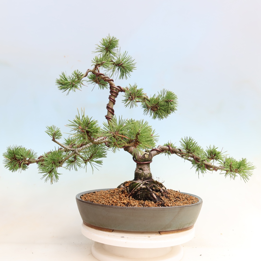 Bonsai da esterno - Pinus mugo Humpy  - Pino mugo