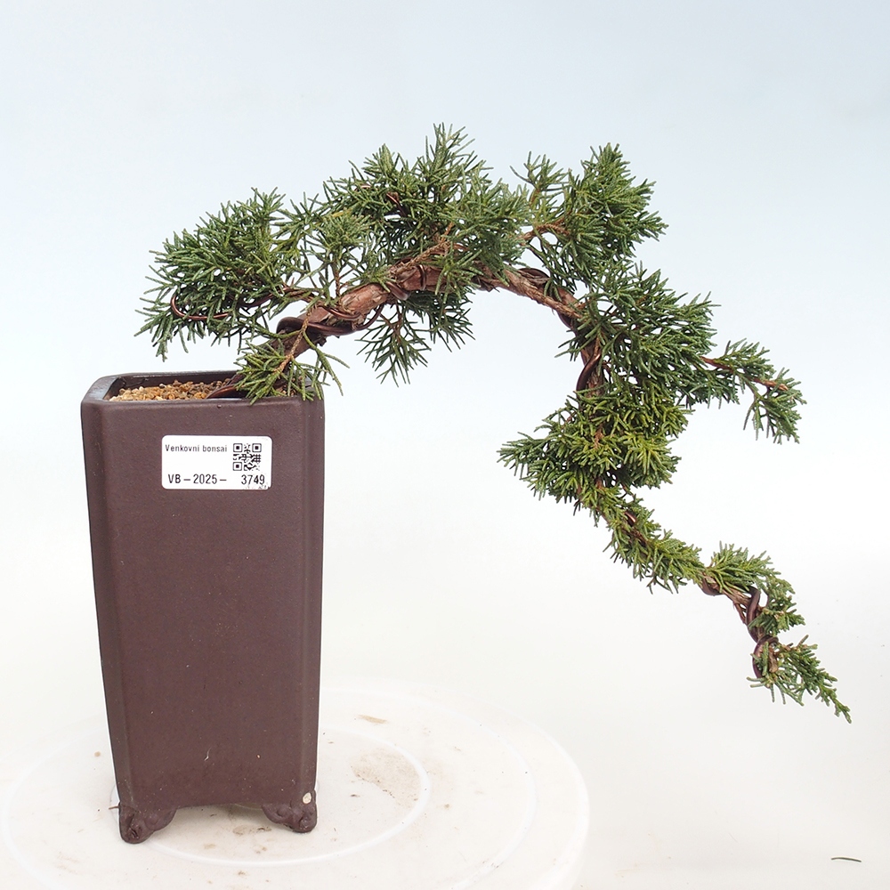 Bonsai da esterno - Juniperus chinensis Kishu