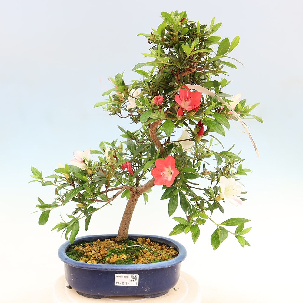Bonsai da esterno - Azalea giapponese - Azalea Senhime