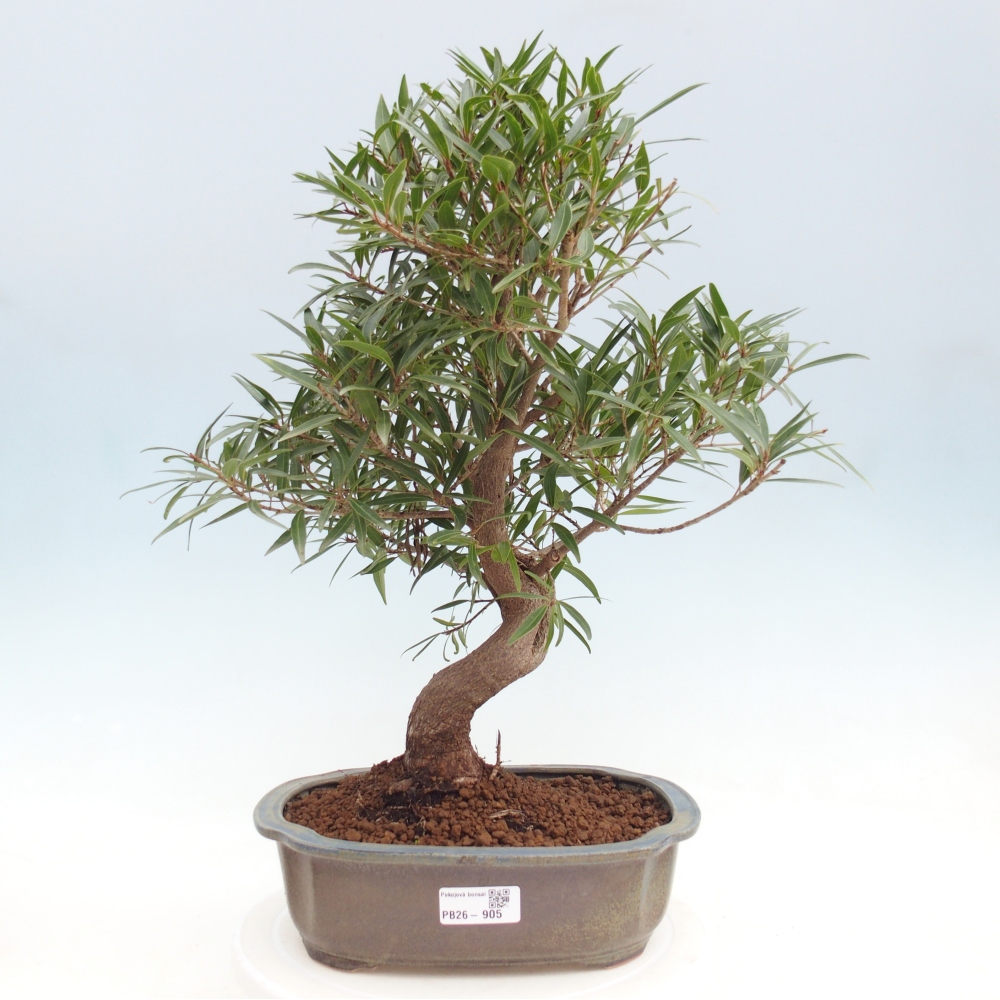 Camera bonsai - Ficus nerifolia - ficus a foglie piccole