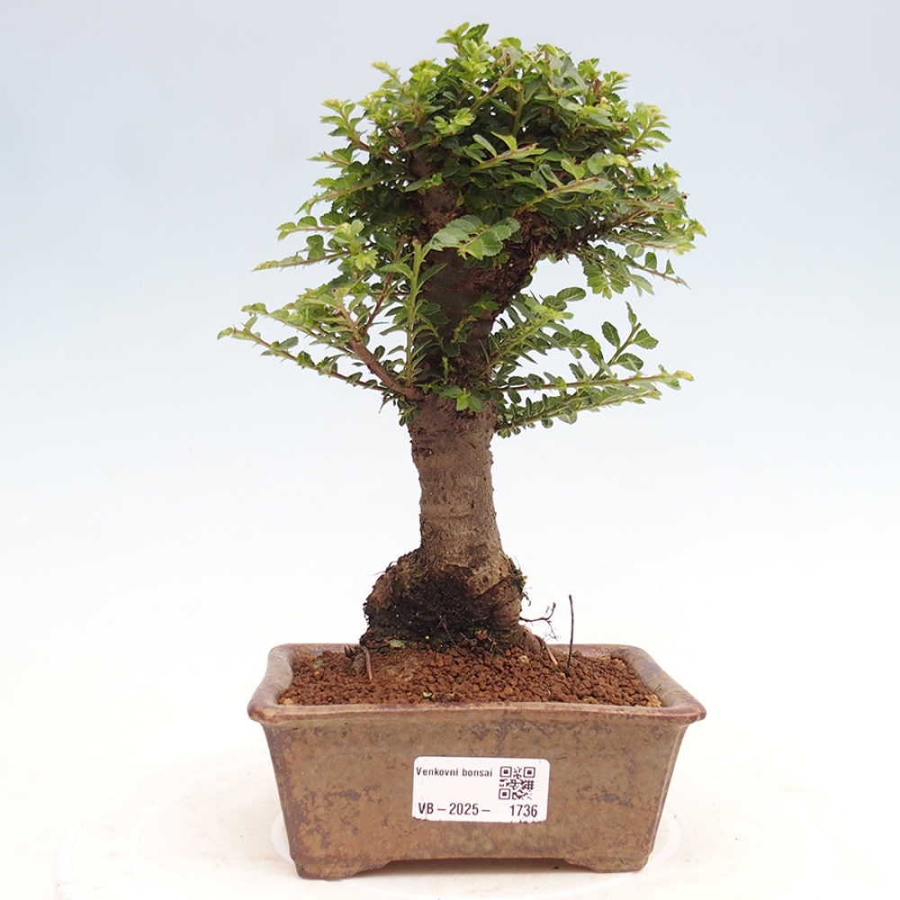Bonsai da esterno - Ulmus parvifolia Hokkaido - Olmo cinese