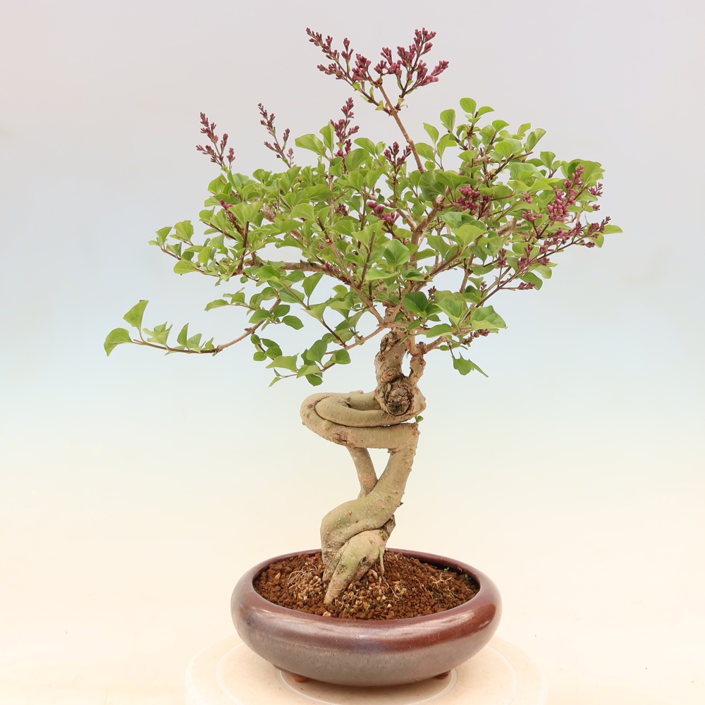 Bonsai da esterno - Syringa microphylla - lillà a fiore piccolo