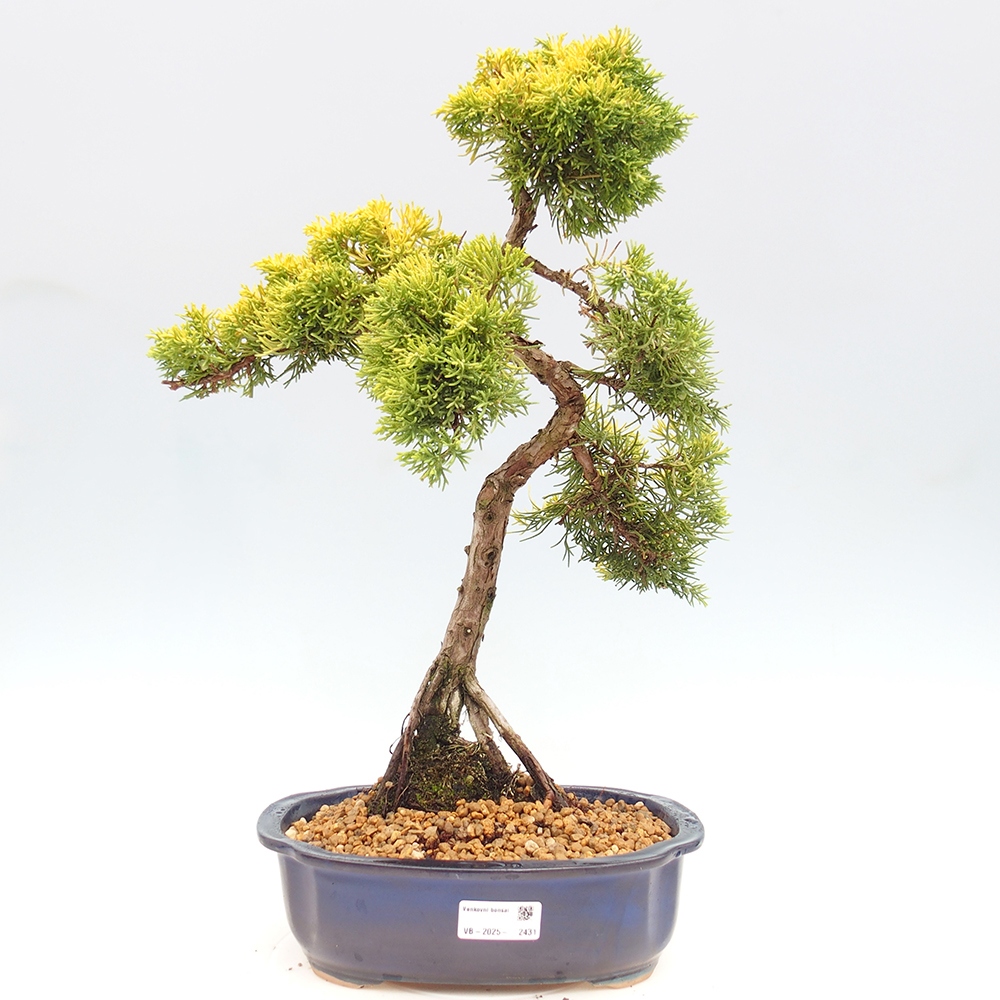 Bonsai da esterno - Juniperus chinensis plumosa aurea