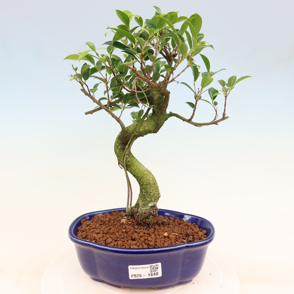 Camera bonsai - Ficus retusa - ficus a foglie piccole