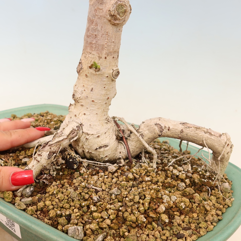 Bonsai da interno - Hibiscus tiliaceus - Ibisco marino