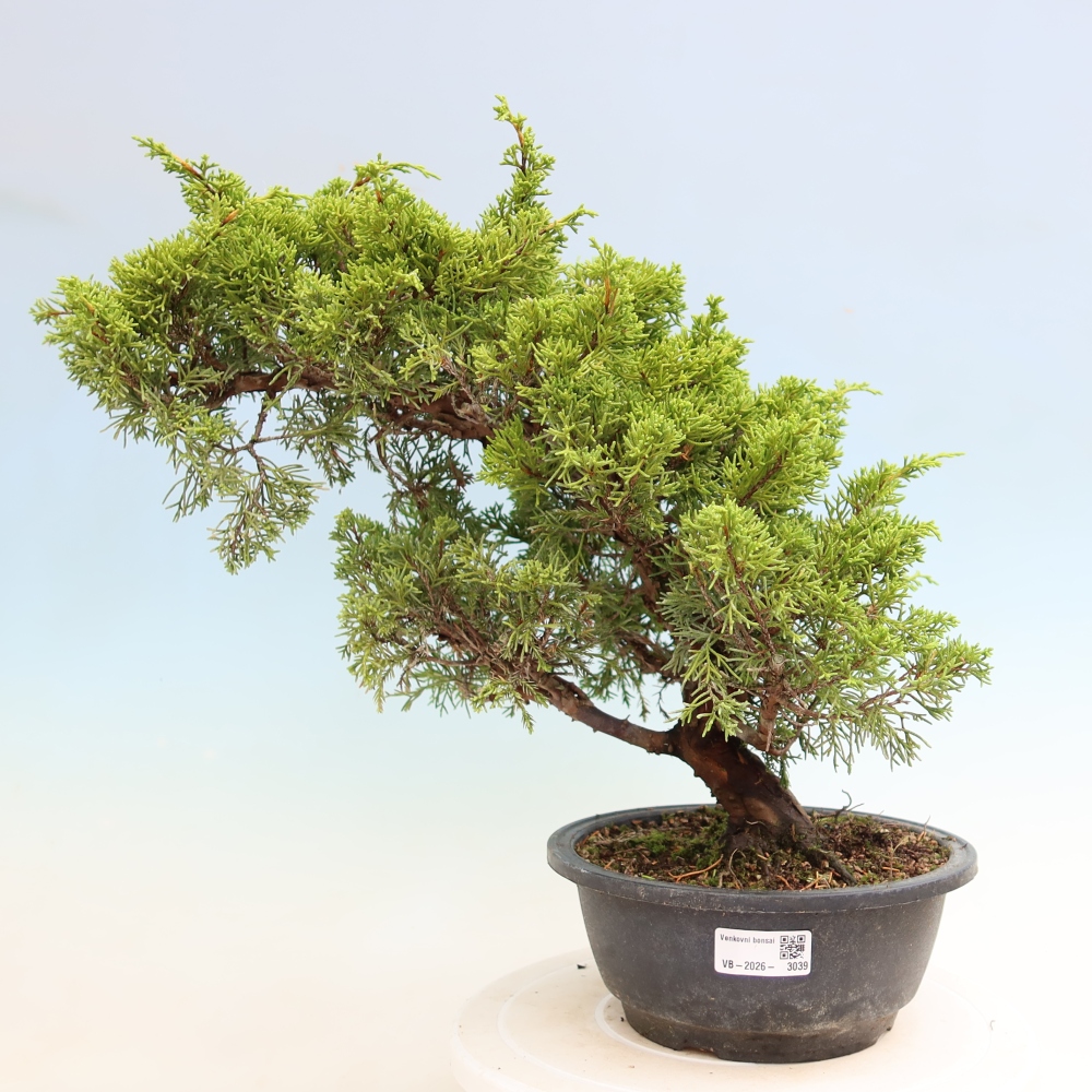 Bonsai da esterno - Juniperus chinensis Itoigawa-Juniperus chinensis