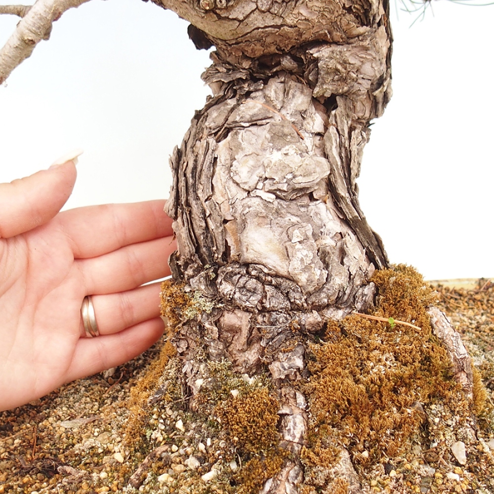 Bonsai da esterno - Pinus parviflora - Pinus parviflora