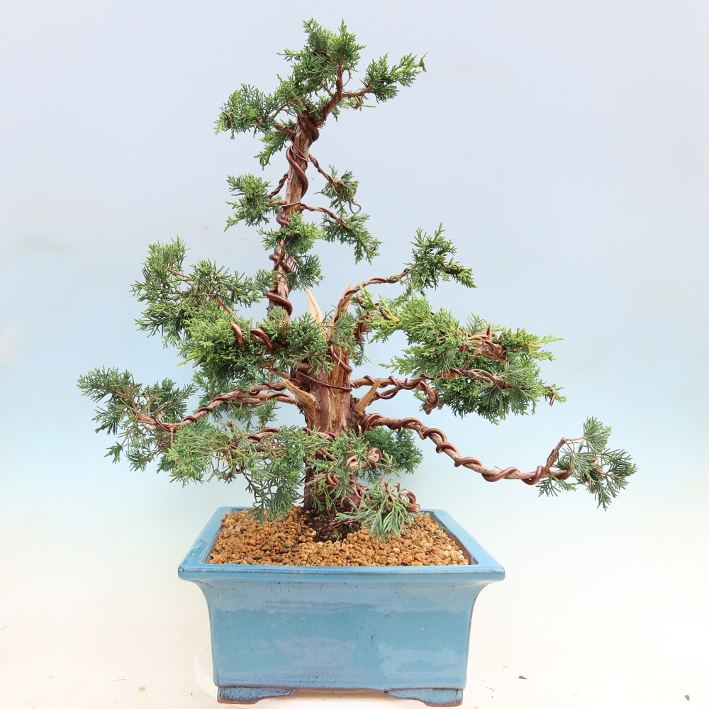 Bonsai da esterno - Juniperus chinensis Kishu