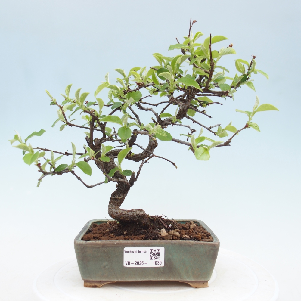 Bonsai da esterno - Chaneomeles chinensis