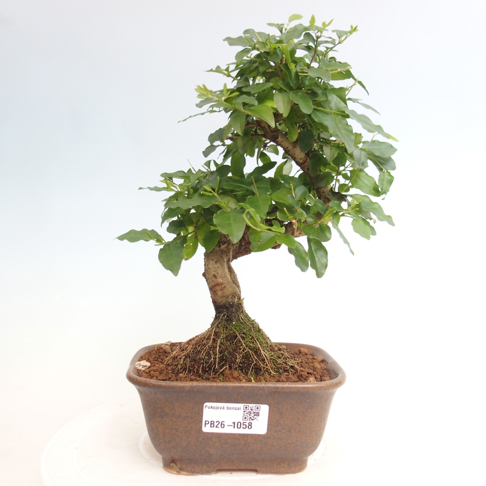 Camera bonsai -Ligustrum chinensis - Becco d'uccello