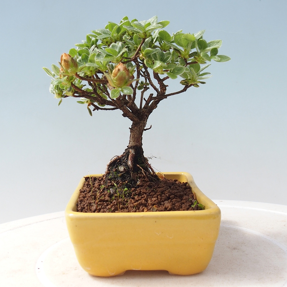 Bonsai da esterno - Rhododendron indicum - Azalea giapponese