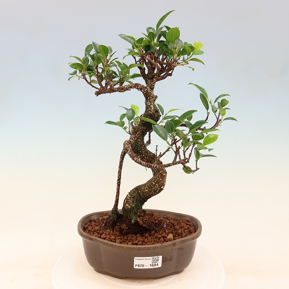 Camera bonsai - Ficus retusa - ficus a foglie piccole