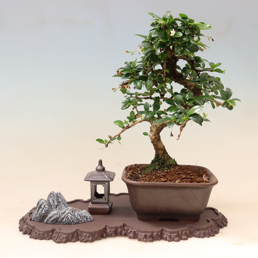 Base in plastica per bonsai 33 x 19 x 1,5 cm, colore marrone