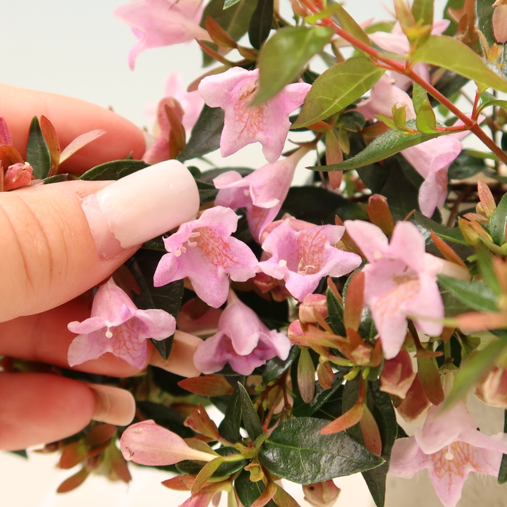 Bonsai da esterno - Abelia Edward Goucher - Abelia a fiore grande
