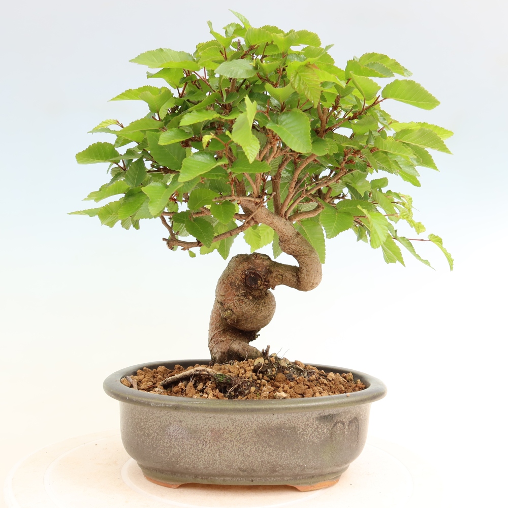 Bonsai da esterno -Carpinus Coreana - Carpino coreano