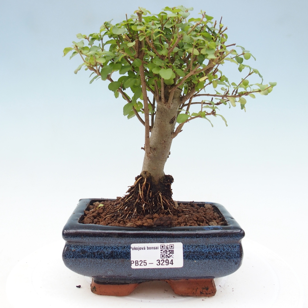 Camera bonsai -Ligustrum chinensis - Becco d'uccello