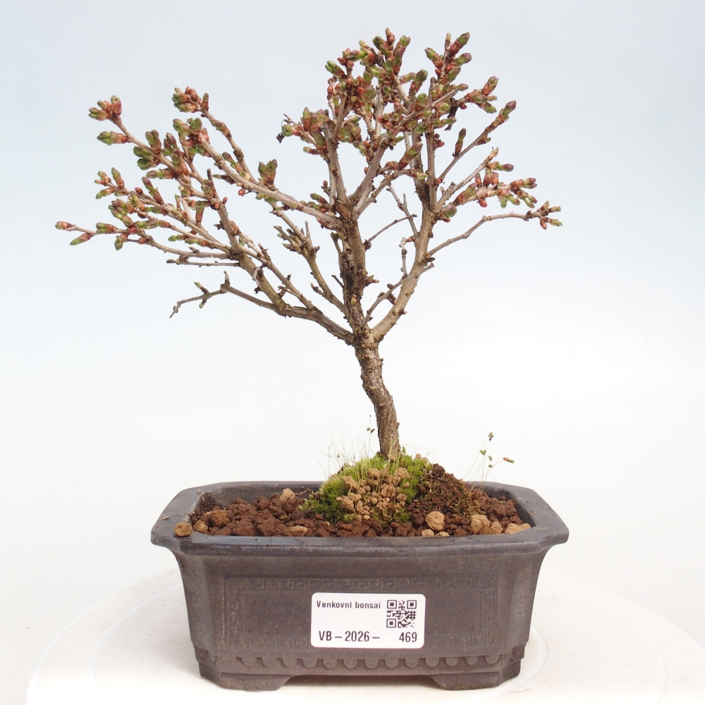 Bonsai da esterno - Prunus incisa Kojou-no mai-Plivon ritagliato