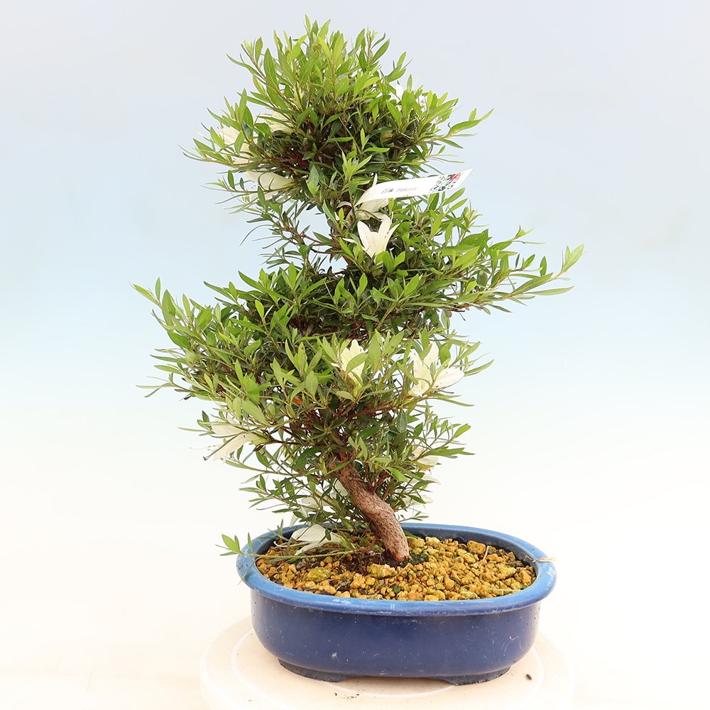 Bonsai da esterno - Azalea giapponese - Azalea Hakurin