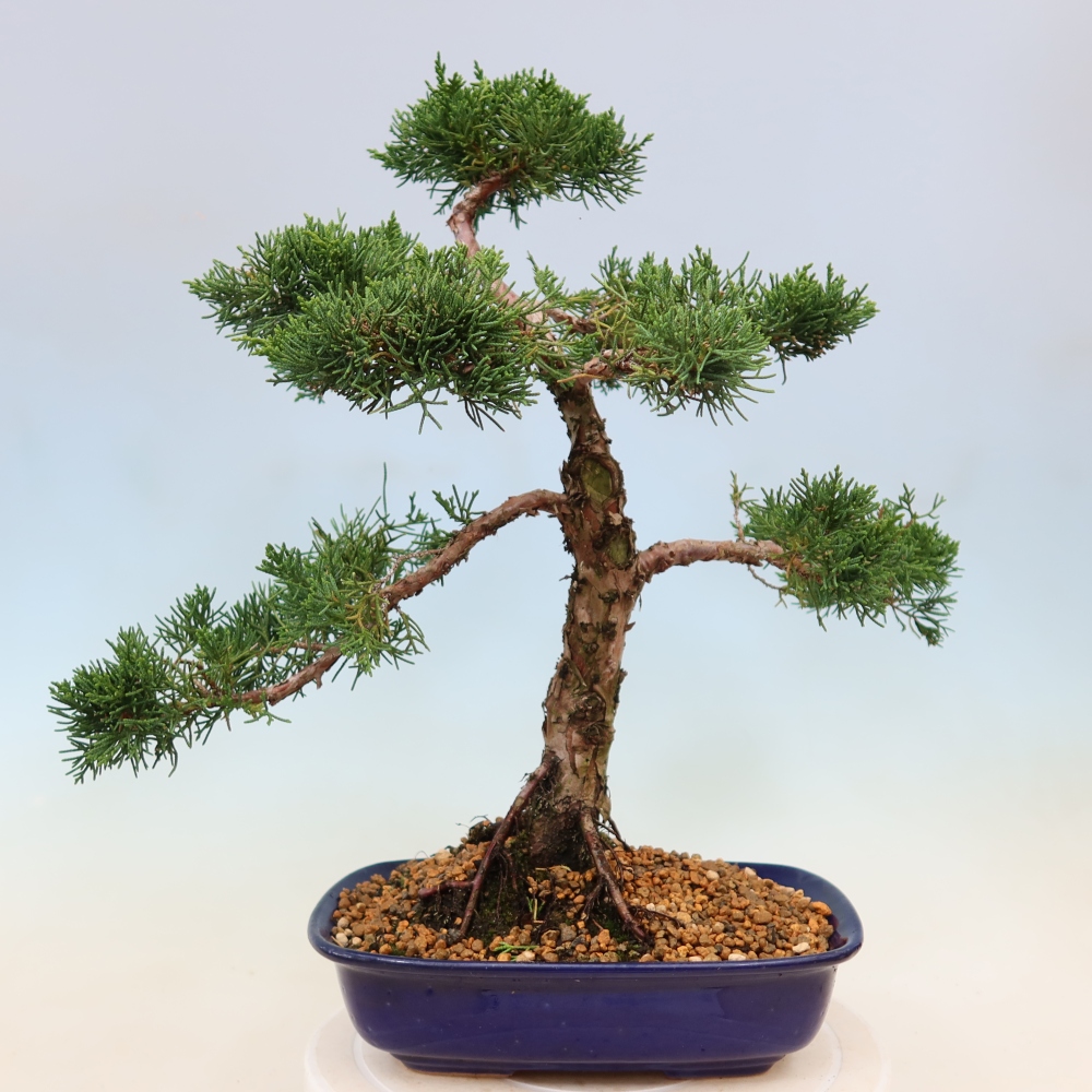 Bonsai da esterno - Juniperus chinensis Kishu