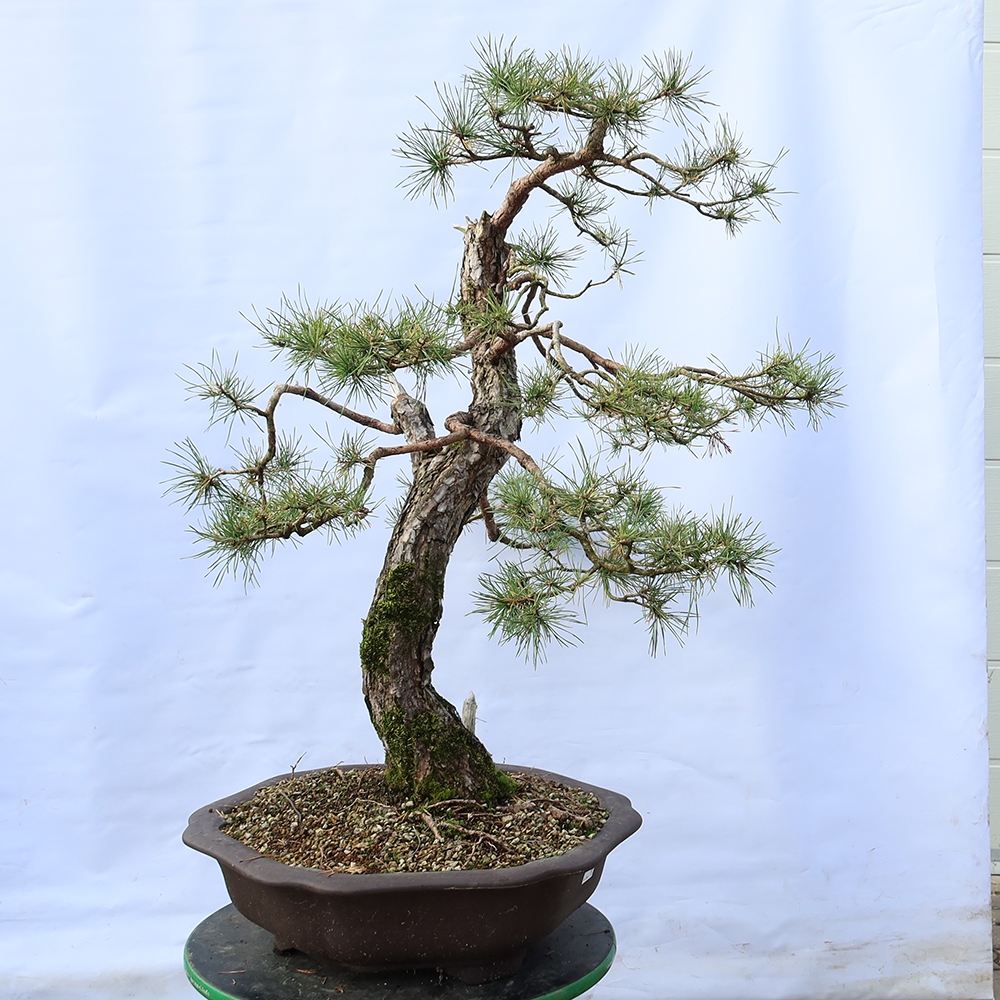 Pinus sylvestris Spagna - pino silvestre