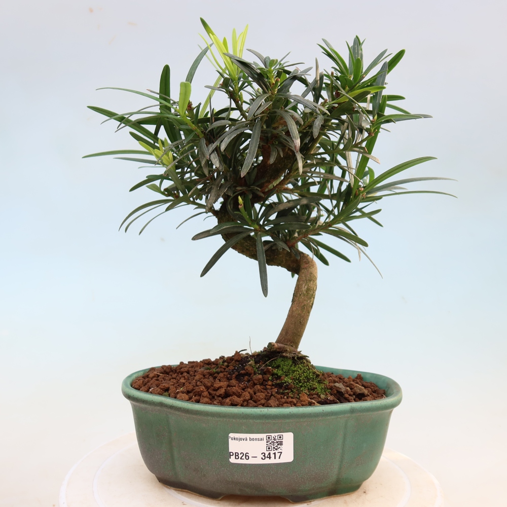 Camera bonsai - Podocarpus - Tasso delle pietre