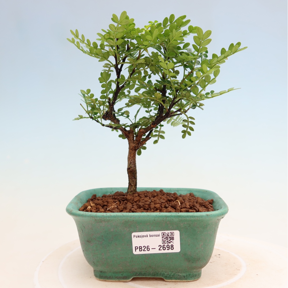 Camera bonsai - Zantoxylum piperitum - albero del pepe