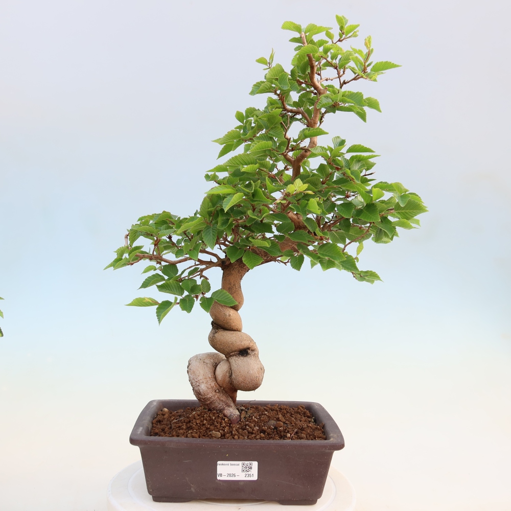 Bonsai da esterno -Carpinus Coreana - Carpino coreano