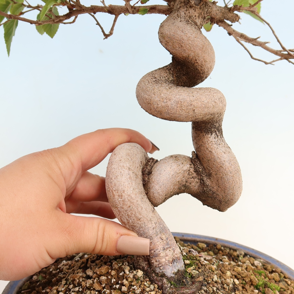 Bonsai da esterno -Carpinus CARPINOIDES - Carpino coreano
