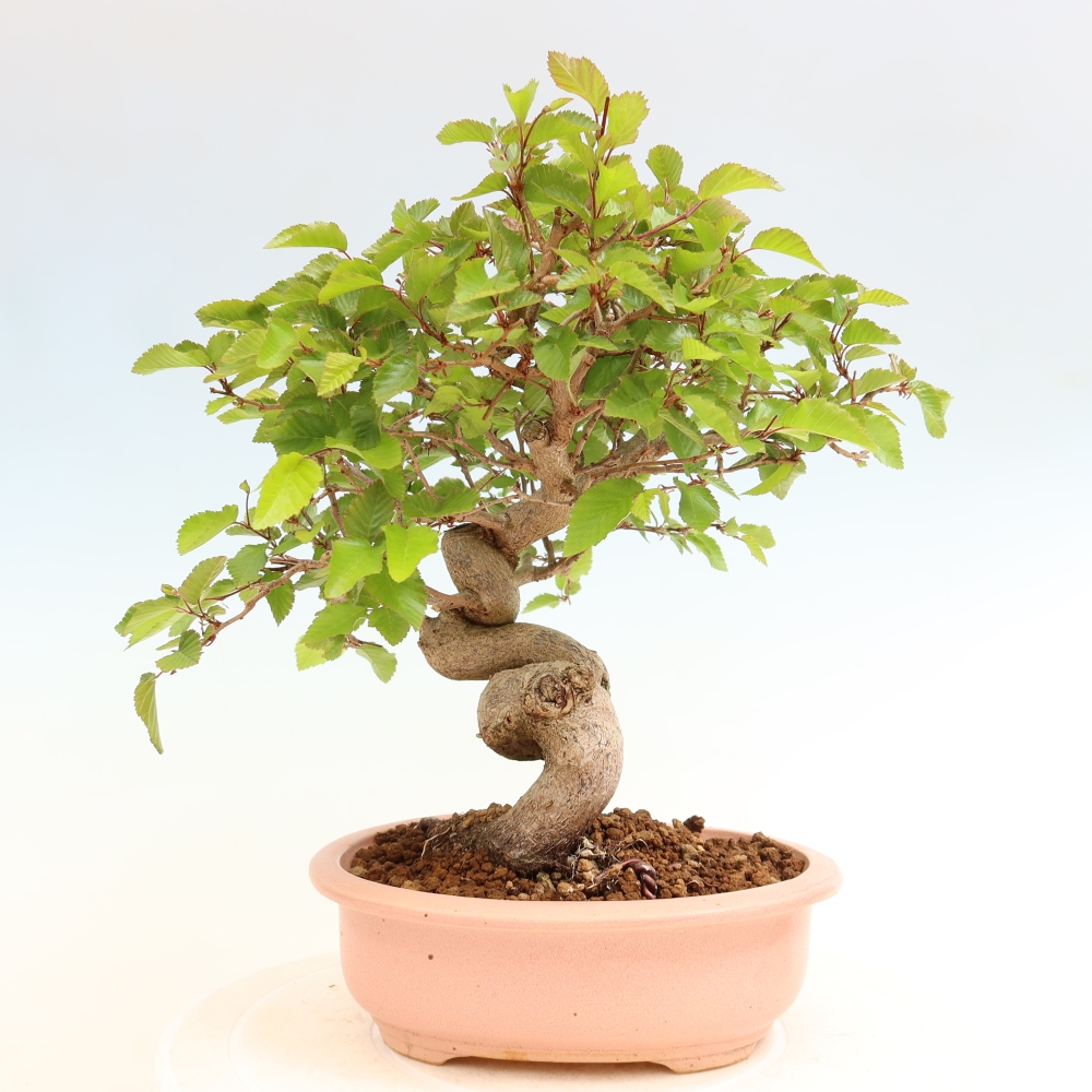 Bonsai da esterno -Carpinus Coreana - Carpino coreano