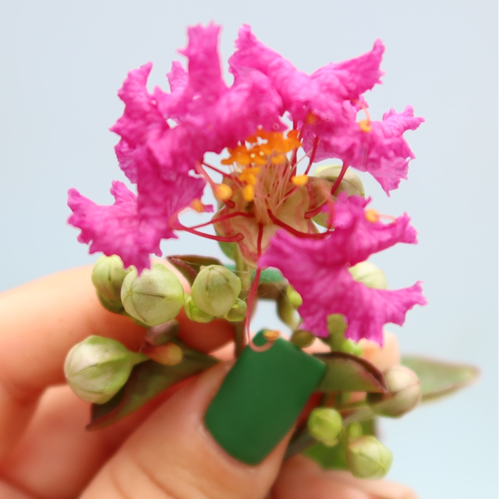 Bonsai da interno - Lagerstroemia indica - lillà indiano