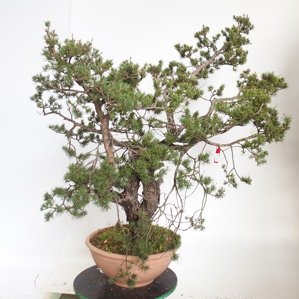 Yamadori - Pinus sylvestris Spagna