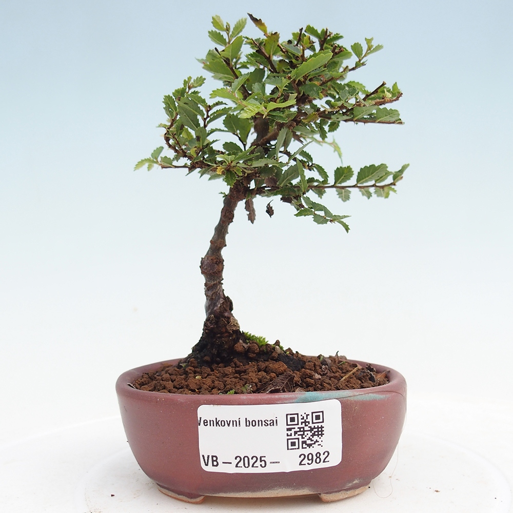 Bonsai da esterno - Ulmus parvifolia Sagei - Olmo a foglie piccole