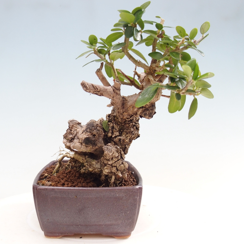 Bonsai da interno - Olea europaea sylvestris