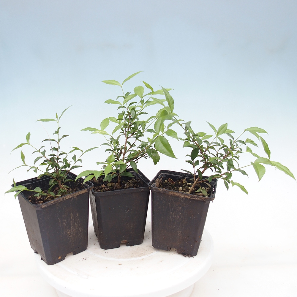 Bonsai da camera - Malpighia coccigera - Ciliegio di Barbor in contenitore