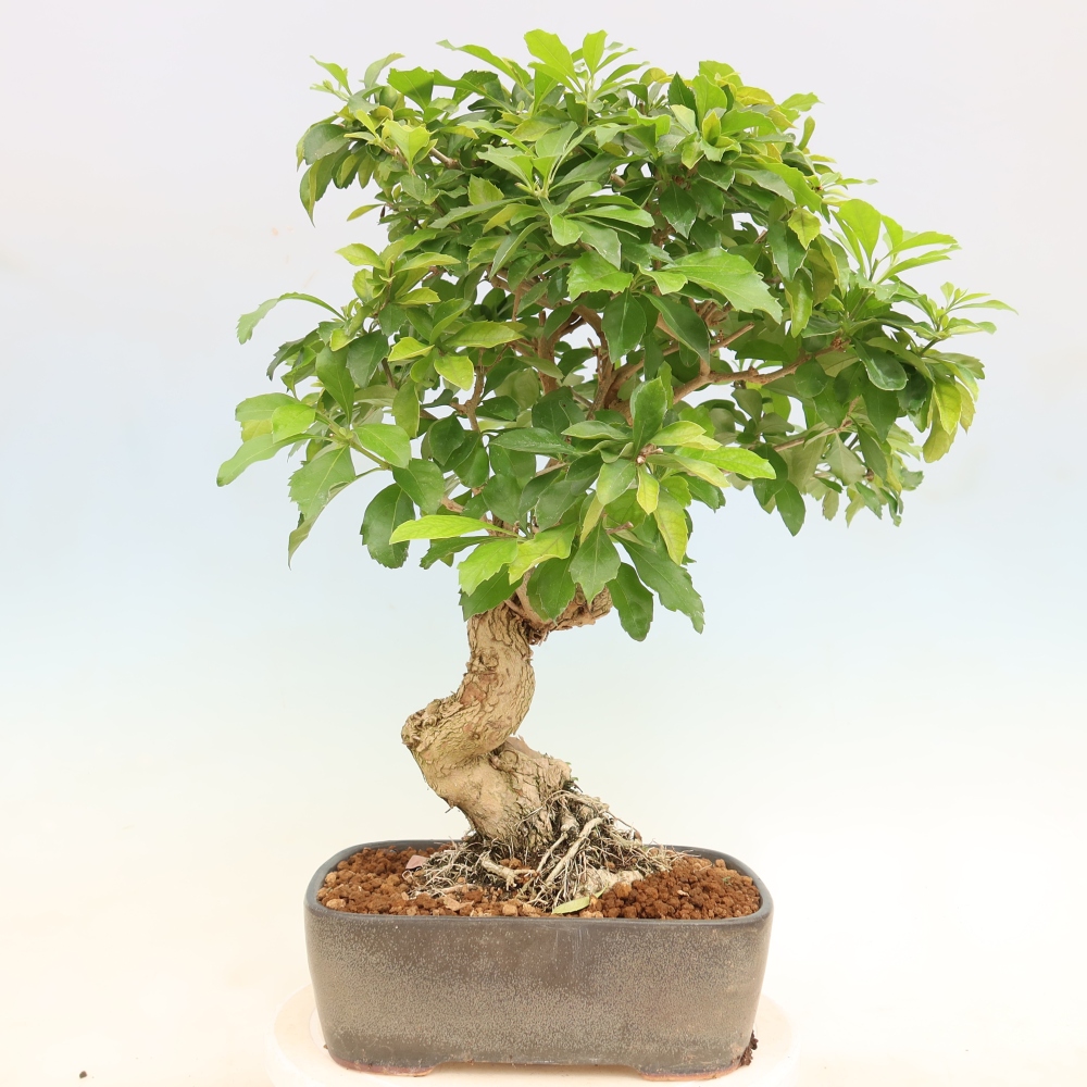 Camera bonsai - Duranta erecta Aurea