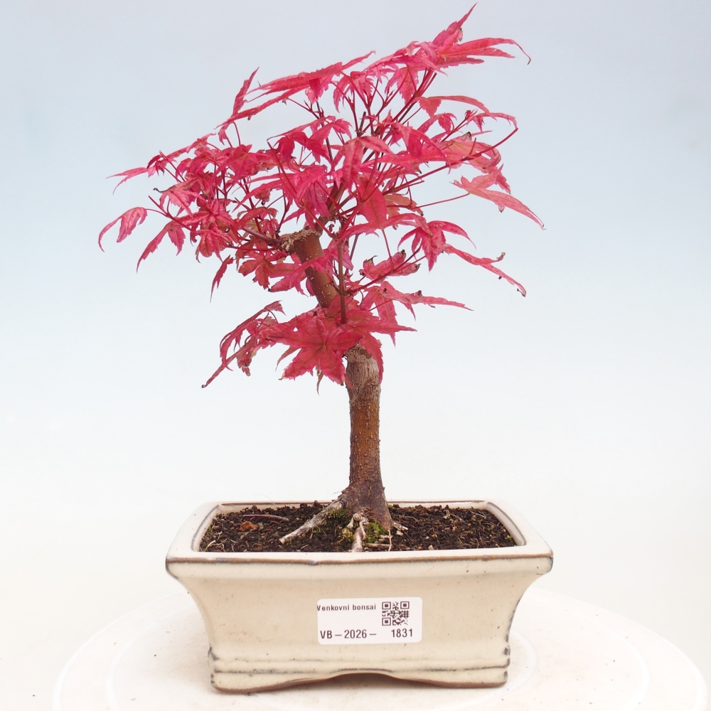 Bonsai da esterno - Acer palmatum DESHOJO