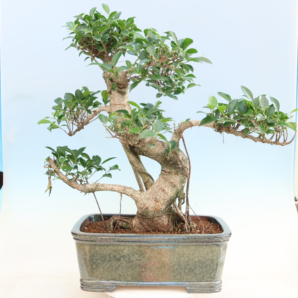 Camera bonsai - Ficus kimmen - ficus a foglie piccole